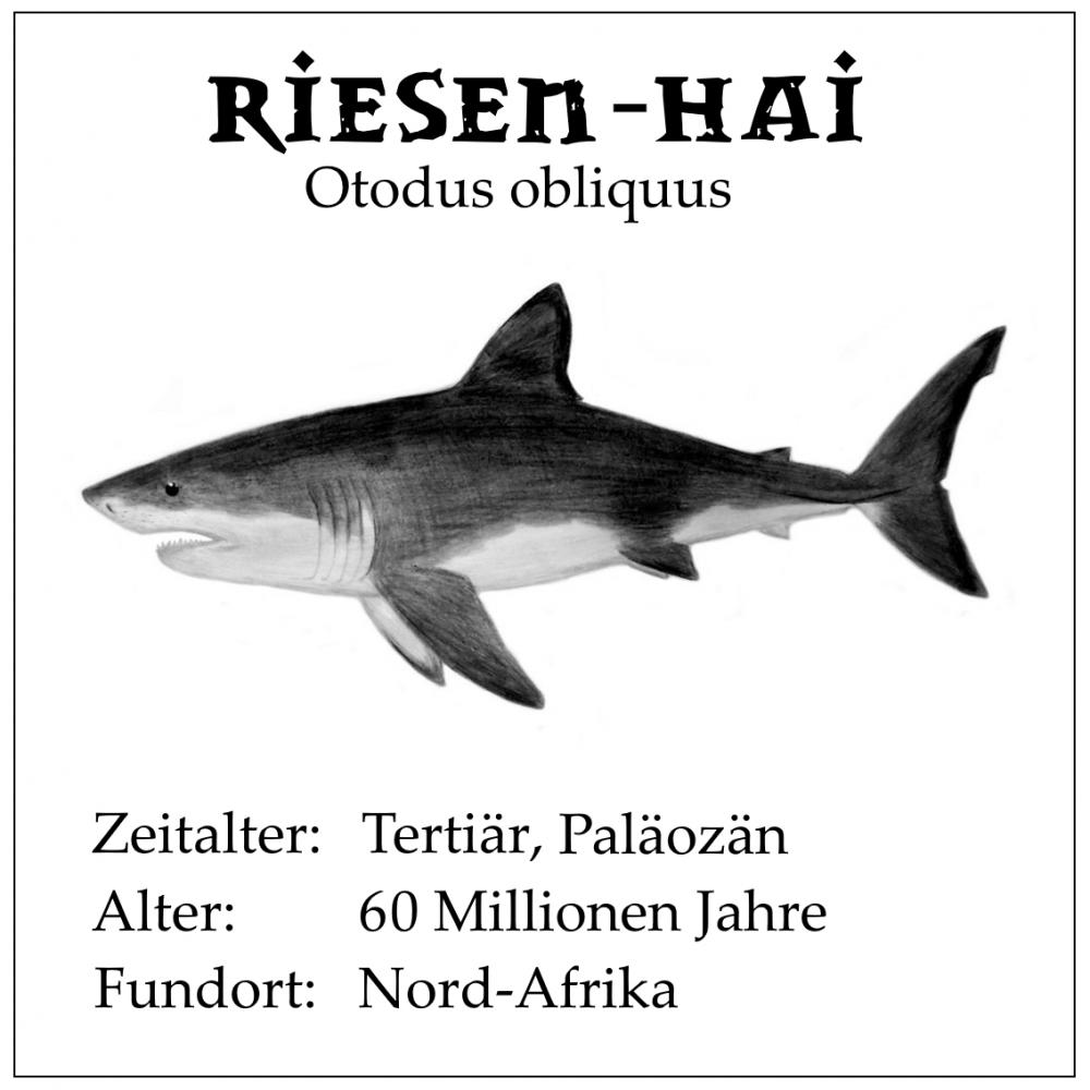 haifisch, otodus, riesenhai, zahn, hai, fossil