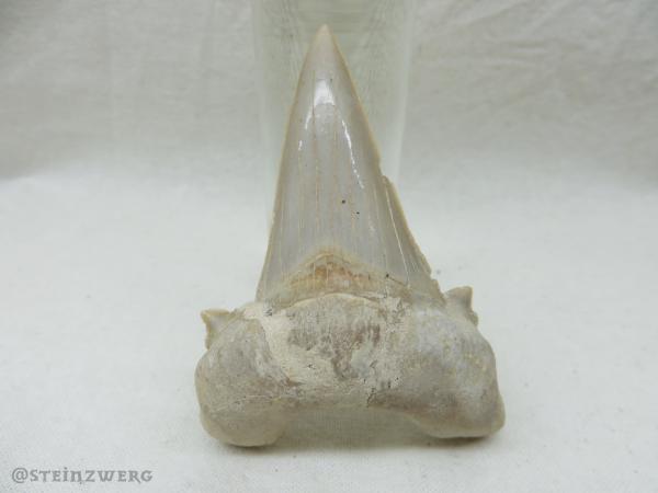 haifisch, otodus, riesenhai, zahn, hai, fossil