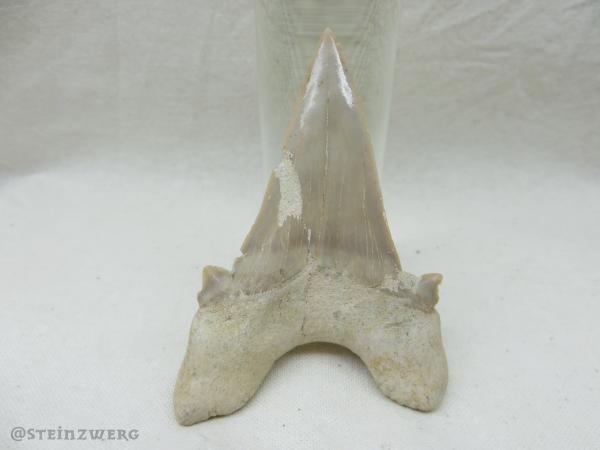 haifisch, otodus, riesenhai, zahn, hai, fossil