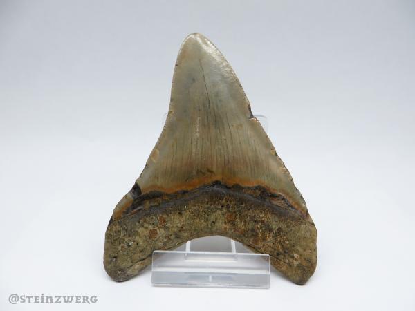 Megalodon Haizahn aus Marokko kleiner Zahn  verschiedene Exemplare  Hai 